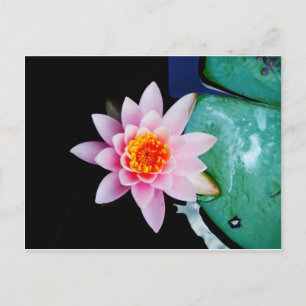 Cartão Postal Flor de lótus e lírio de água rosa quente e laranj