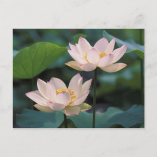 Cartão Postal Flor de lótus em flor, China