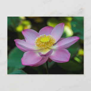Cartão Postal Flor de lótus em flor, Indonésia