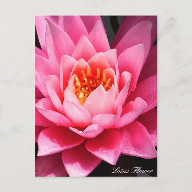 Cartão Postal Flor de Lotus, flores da Ásia (Frente)