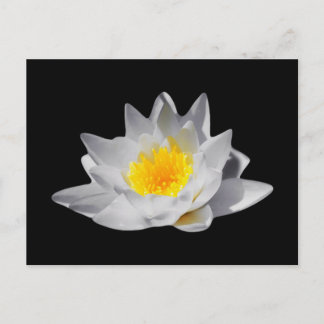 Cartão Postal Flor de Lotus (Fundo Preto)