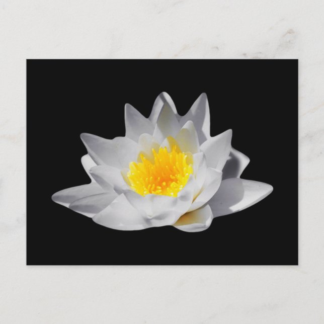 Cartão Postal Flor de Lotus (Fundo Preto) (Frente)