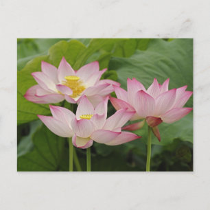 Cartão Postal Flor de lótus, Nelumbo nucifera, China 2