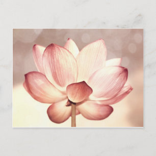 Cartão Postal Flor de Lotus Rosa
