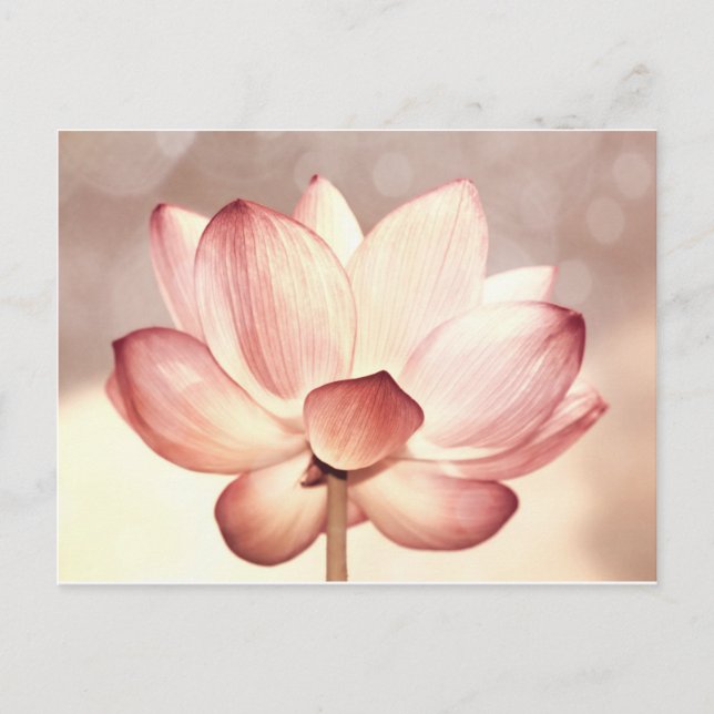 Cartão Postal Flor de Lotus Rosa (Frente)