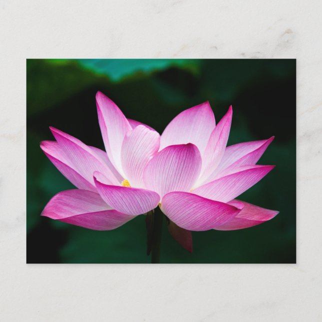 Cartão Postal Flor de Lotus Rosa (Frente)