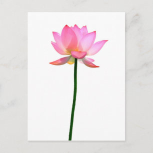 Cartão Postal Flor de Lotus Rosa