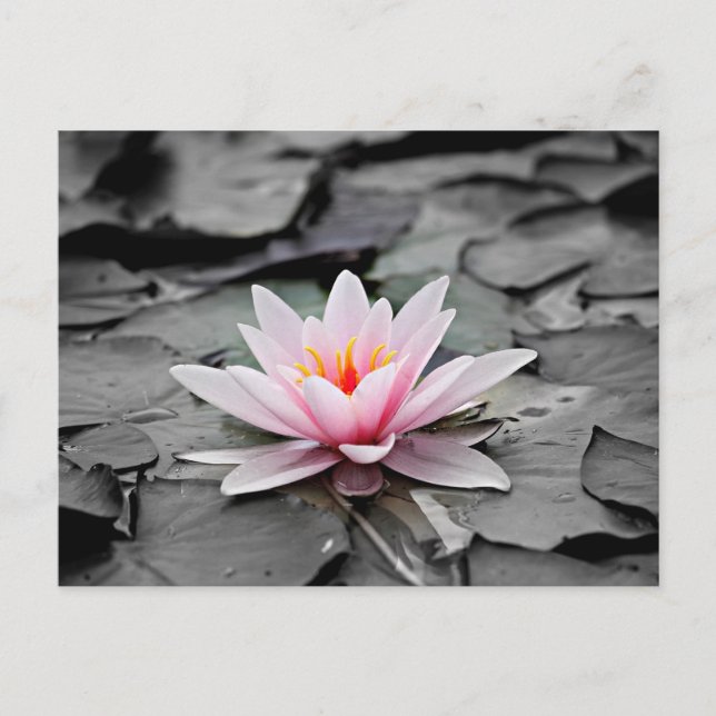 Cartão Postal Flor de Lotus Rosa (Frente)