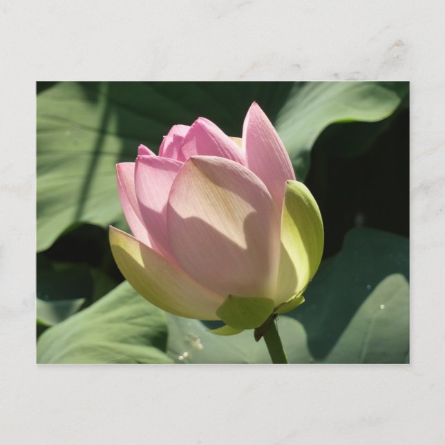 Cartão Postal Flor de Lotus Rosa Brilhante Verão (Frente)