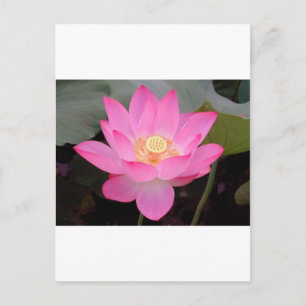 Cartão Postal Flor de Lótus Rosa em Flor
