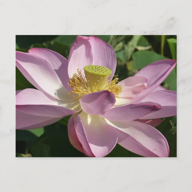 Cartão Postal Flor de Lotus Rosa II Verão Floral (Frente)