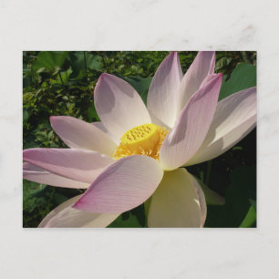 Cartão Postal Flor de Lotus Rosa III Verão Floral