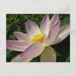 Cartão Postal Flor de Lotus Rosa III Verão Floral