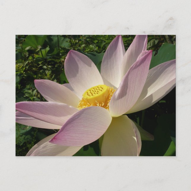 Cartão Postal Flor de Lotus Rosa III Verão Floral (Frente)
