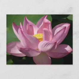 Cartão Postal Flor de Lotus Rosa IV