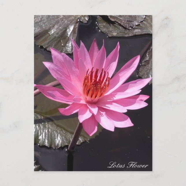 Cartão Postal Flor de Lotus rosa, plantas de Primavera, natureza (Frente)
