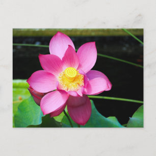 Cartão Postal Flor de Lotus Rosa Quente