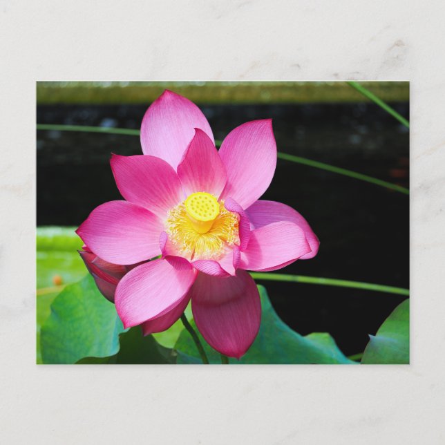Cartão Postal Flor de Lotus Rosa Quente (Frente)