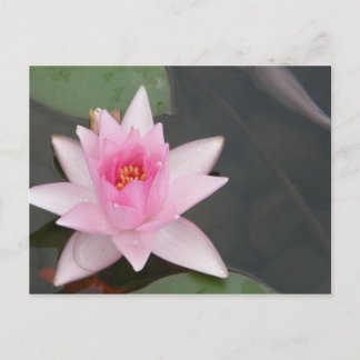 Cartão Postal Flor de lótus/Waterlily
