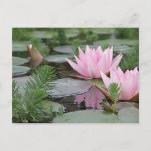 Cartão Postal Flor de lótus/Waterlily