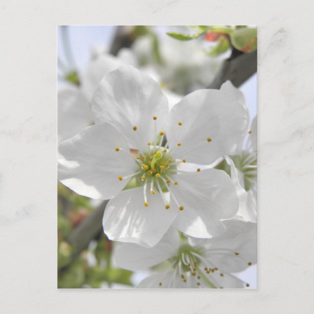Cartão Postal Flor de Maçã (Frente)