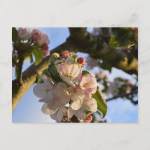 Cartão Postal Flor de Maçã