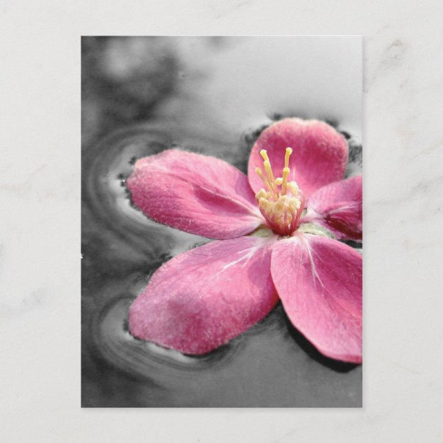 Cartão Postal Flor de Maçã (Frente)