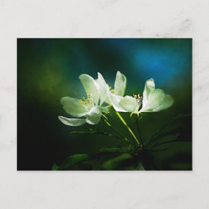 Cartão Postal Flor de Maçã - Duas Flores