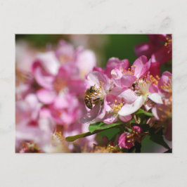 Cartão postal Flor de Maçã e Abelha