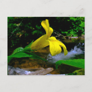 Cartão Postal Flor de Macaco 01