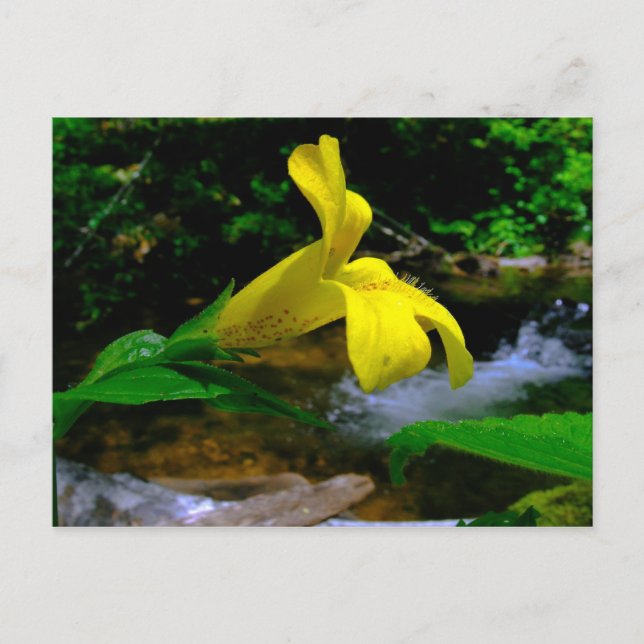 Cartão Postal Flor de Macaco 01 (Frente)