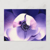 Flor de Magnólia