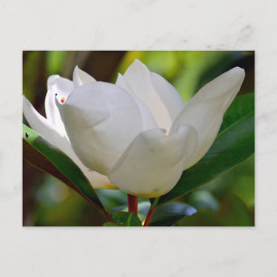 Cartão Postal Flor de magnólia branca em flor