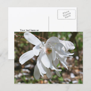 Cartão Postal Flor de Magnólia Branca Personalizada