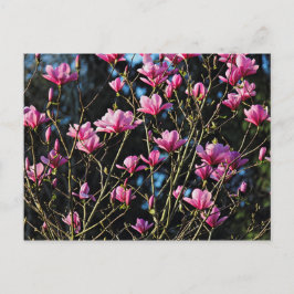 Cartão Postal Flor de Magnólia Rosa