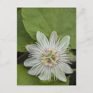 Cartão Postal Flor de Maracujá dos Galápagos Passiflora foetida