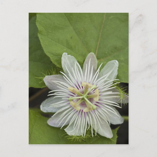 Cartão Postal Flor de Maracujá dos Galápagos Passiflora foetida (Frente)