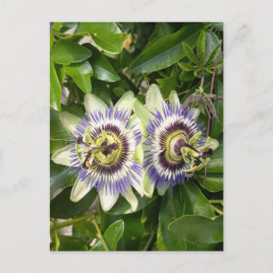 Cartão Postal Flor de Maracujá Roxa