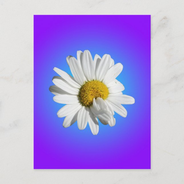 Cartão Postal Flor de Margarida Branca Gradiente Azul Roxo (Frente)