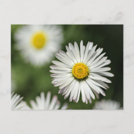 Cartão Postal Flor de Margarida em Flor