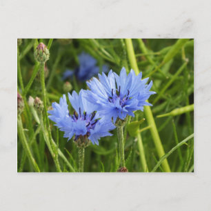 Cartão Postal flor de milho azul