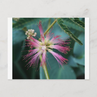 Cartão Postal Flor de Mimosa Rosa