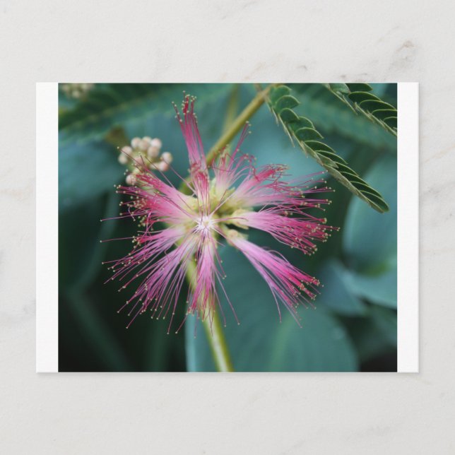 Cartão Postal Flor de Mimosa Rosa (Frente)