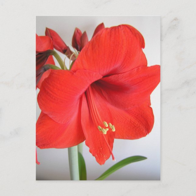 Cartão Postal Flor de Natal Amarílis Vermelha (Frente)