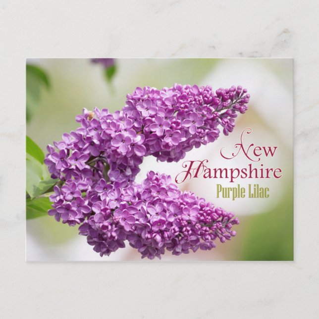 Cartão Postal Flor de New Hampshire State: Lilac Roxo (Frente)