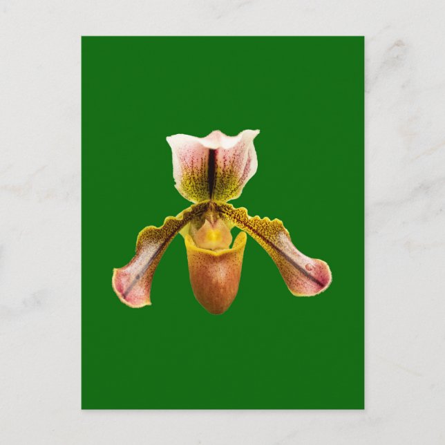 Cartão Postal Flor de orquídea (Frente)