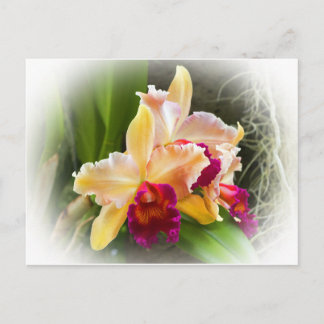 Cartão Postal Flor de Orquídea Cattleya