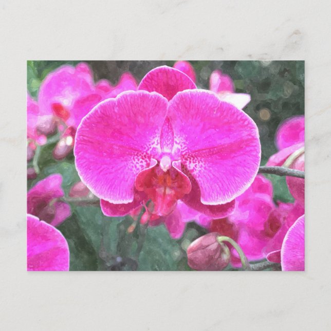 Cartão Postal Flor de orquídea rosa, fotografia floral (Frente)