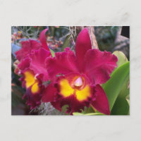 Flor-de-orquídea-rosca-rosa-tropical