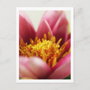 Cartão Postal Flor de Paixão